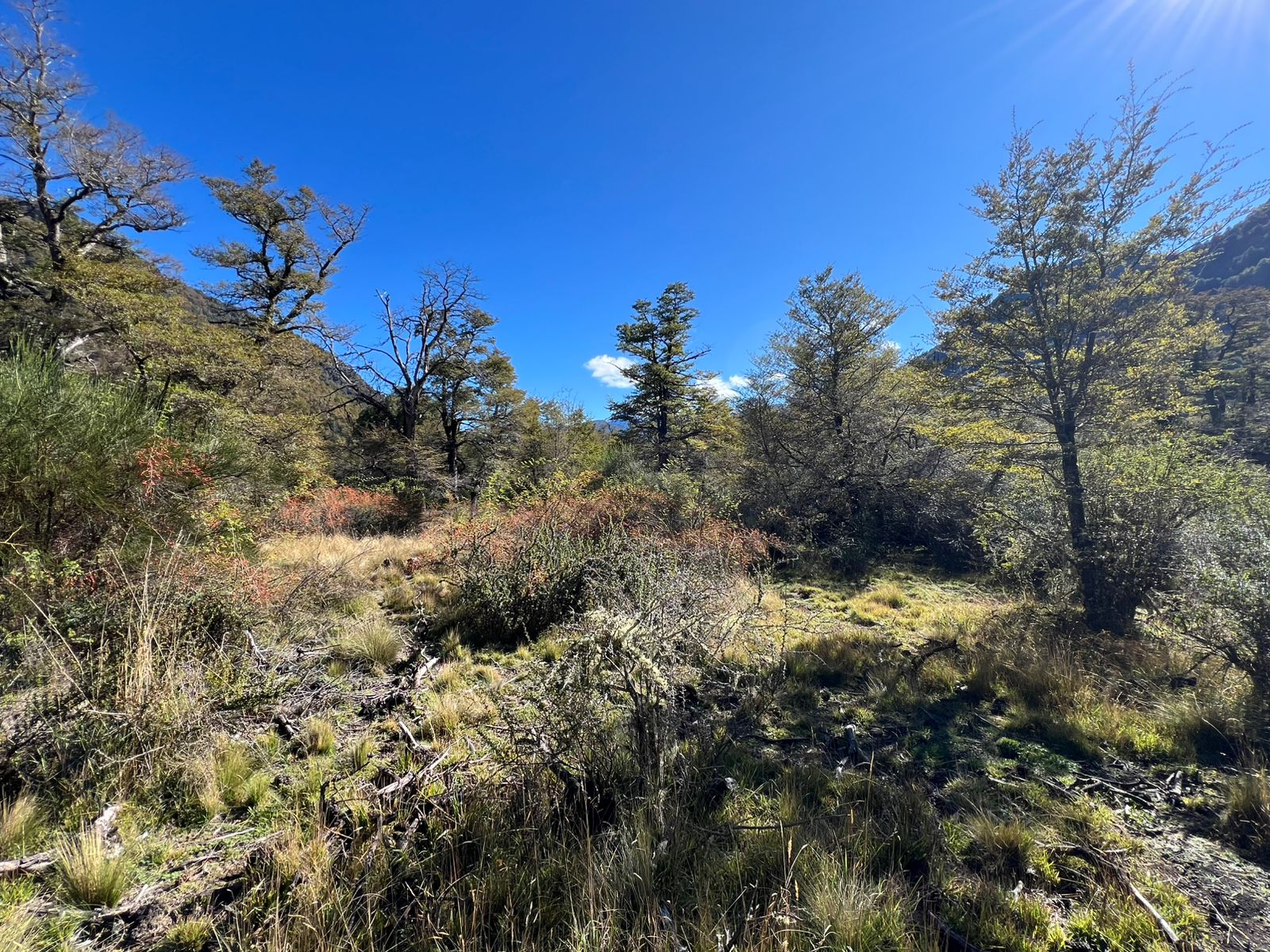 https://cdn.dataprop.cl/photos/images/001/211/424/original/Parcela_A5_Vista_Cumbres_pre_cordillera_Malalcahuello_REMAX_Futuro_11.JPG?1783971727